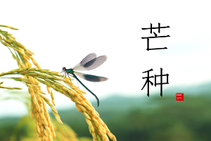 芒种丨忙有所得，种有所获
